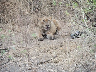 Lake Manyara National Park Lion Lake Manyara National Park predictors wildlife tourism